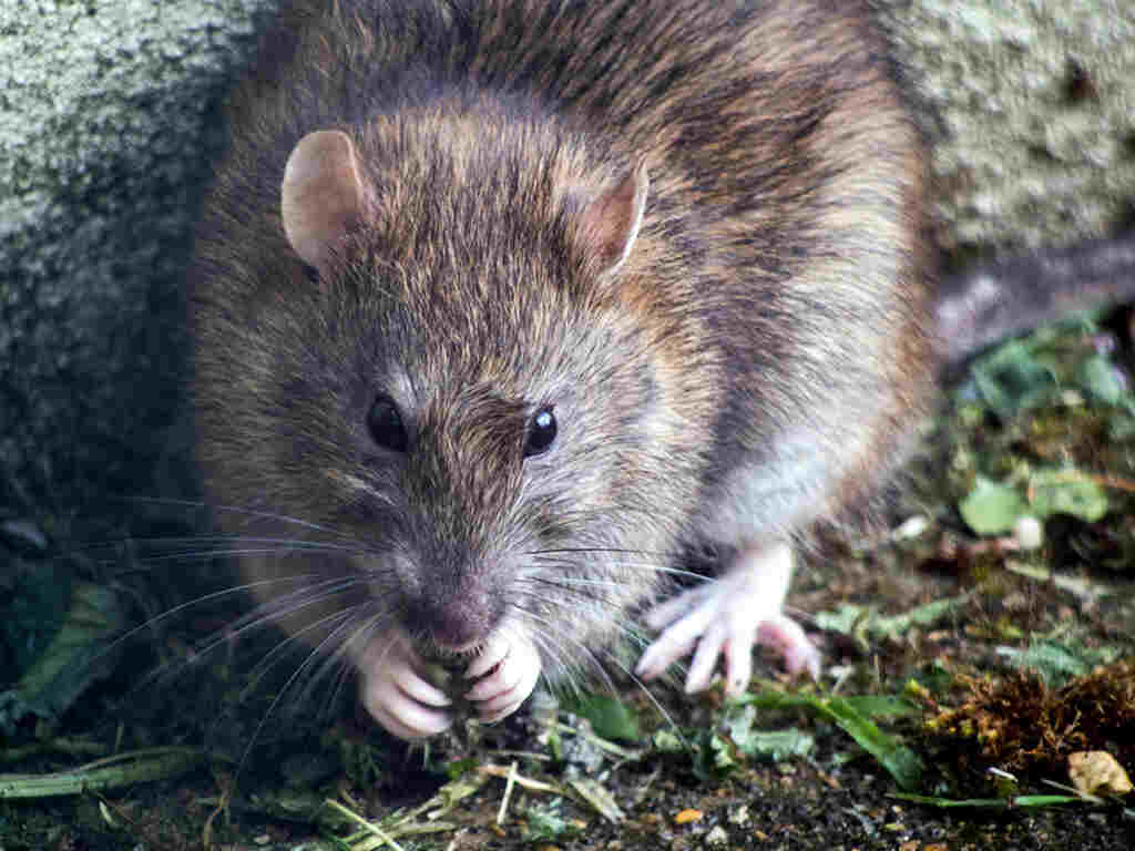 Housing disrepair claim for pest infestation